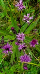 Vernonia noveboracensis