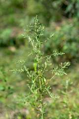 Axyris amaranthoides