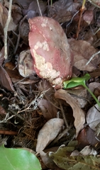 Rubroboletus pulcherrimus