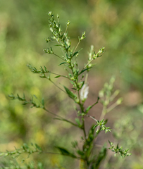 Axyris amaranthoides