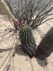 Ferocactus santa-maria