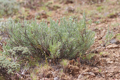 Artemisia rigida