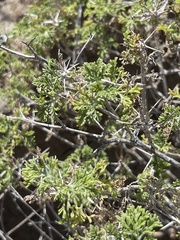 Ambrosia bryantii