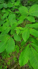 Carya ovata