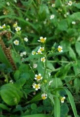 Galinsoga parviflora