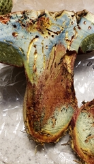 Rubroboletus pulcherrimus