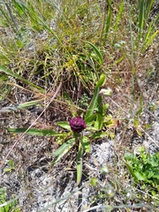 Prunella vulgaris lanceolata