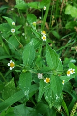 Galinsoga parviflora