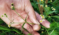Galinsoga parviflora