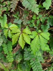 Tetrastigma obtectum