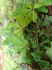 Tetrastigma obtectum