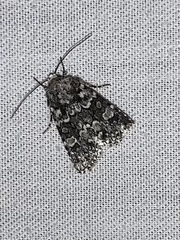 Lacinipolia strigicollis