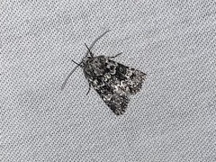 Lacinipolia strigicollis