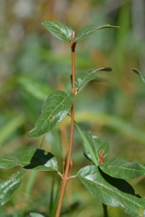 Shepherdia canadensis