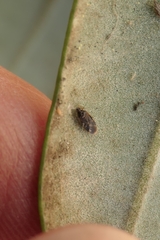 Anthocoridae