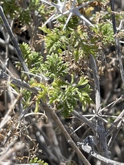 Ambrosia bryantii