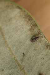 Anthocoridae