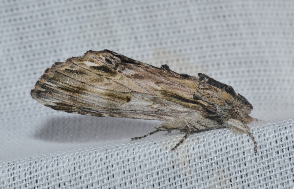 White-streaked Prominent