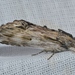 White-streaked Prominent - Photo (c) Andy Reago & Chrissy McClarren, some rights reserved (CC BY)