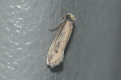 Tinea apicimaculella