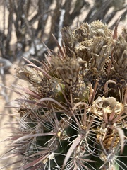 Ferocactus santa-maria