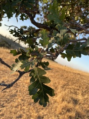 Quercus lobata