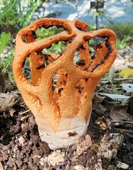 Clathrus ruber