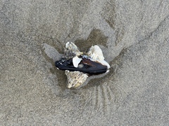 Mytilidae