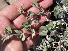 Euphorbia tomentulosa