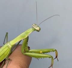 Mantidae
