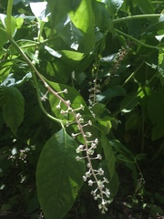 Phytolacca americana