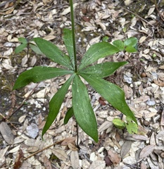 Lilium