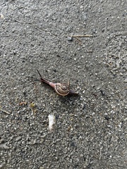 Ariophanta exilis