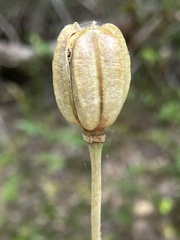 Lilium