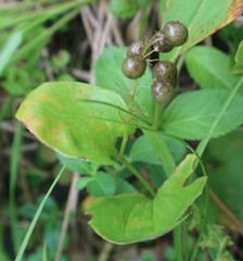 Maianthemum bifolium
