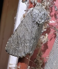 Acronicta impleta