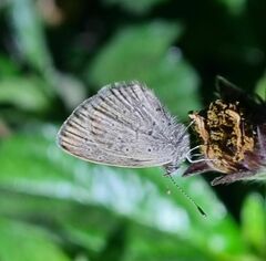 Zizeeria knysna knysna