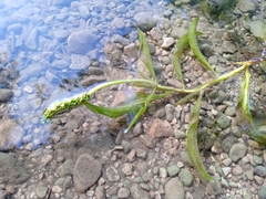 Potamogeton lucens