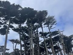 Cupressus macrocarpa