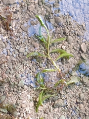 Potamogeton lucens