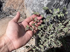 Euphorbia tomentulosa