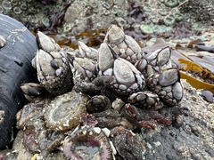 Pollicipes polymerus