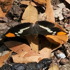 Adelpha californica