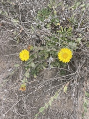 Grindelia hirsutula