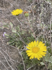 Grindelia hirsutula