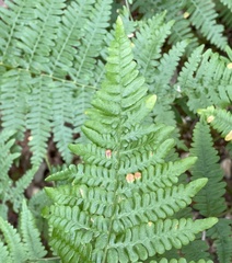 Pteridium aquilinum pubescens