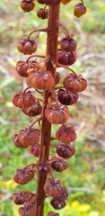 Pterospora andromedea