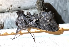 Ctenoplusia oxygramma