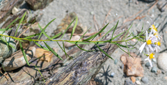 Galatella dahurica