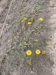 Grindelia hirsutula